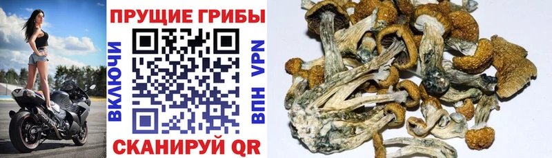 Галлюциногенные грибы Psilocybine cubensis  гидра ONION  Волоколамск  что такое  